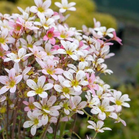 Saxifraga Plant 'Apple Blossom'