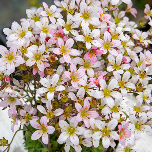 Saxifraga Plant 'Apple Blossom'