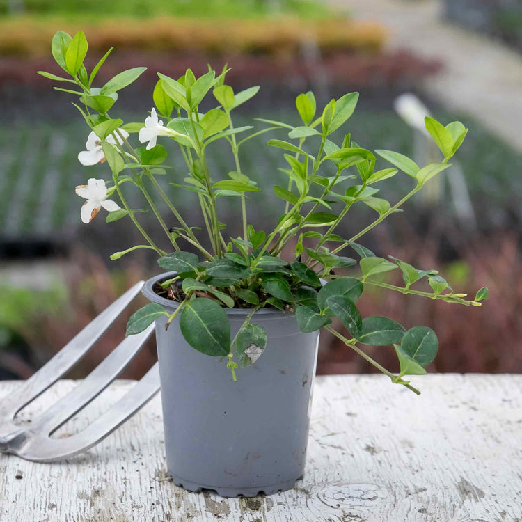 Vinca Plant 'Minor Alba'