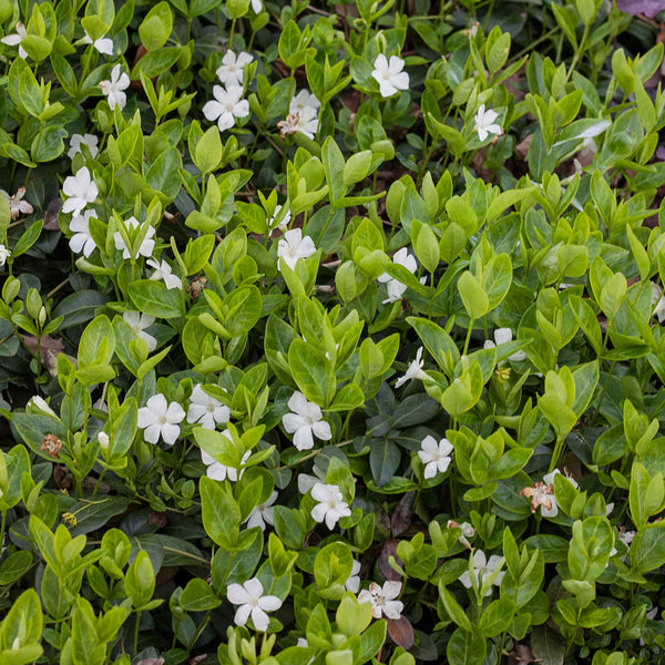 Vinca Plant 'Minor Alba'