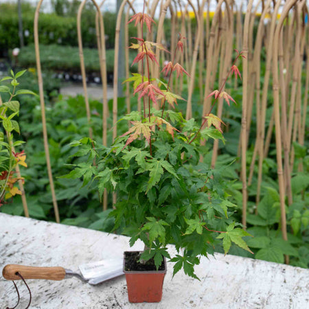 Acer Palmatum Plant