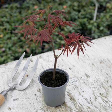 Acer pal. Plant 'Atropurpureum'