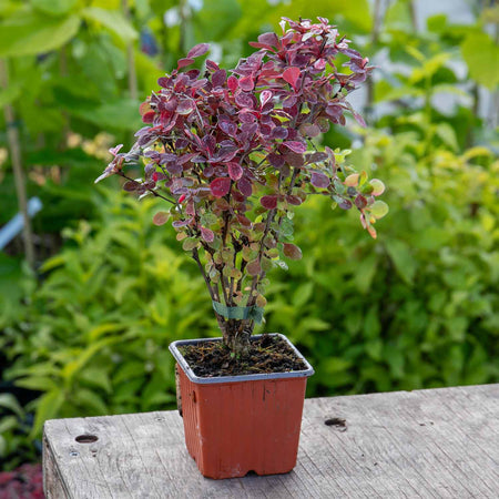 Berberis Plant Thunbergii 'Pink Bird'