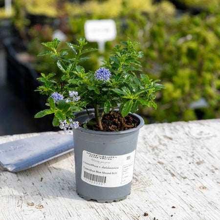 Ceanothus Plant 'Blue Mound'