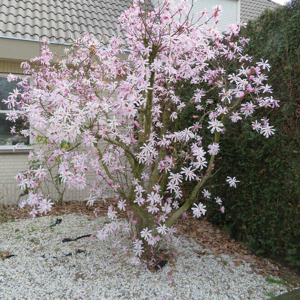 Magnolia Plant 'Leonard Messel'