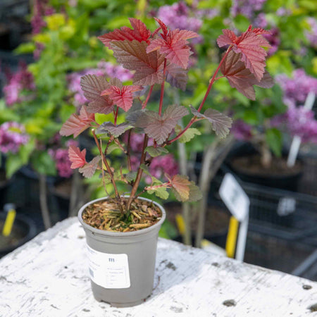 Physocarpus Plant 'Lady in Red'