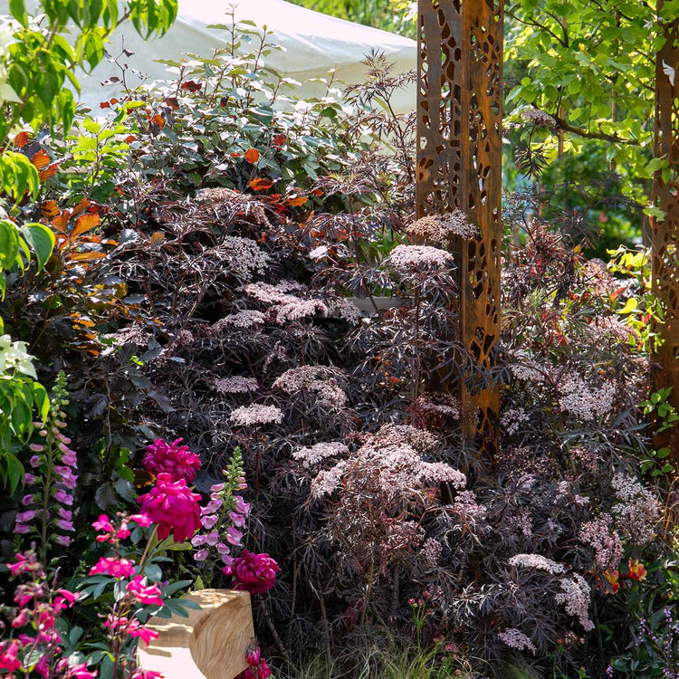 black lace plant in a pot Sambucus nigra Plant 'Black Lace'