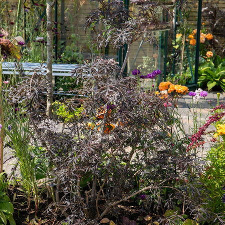 Sambucus nigra 'Black Lace'