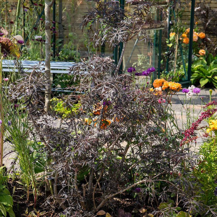 Sambucus nigra 'Black Lace'