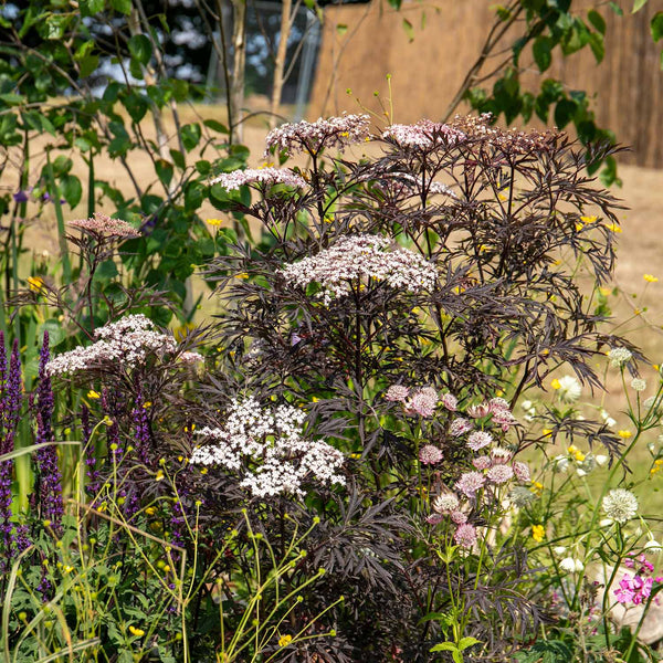 Sambucus Plant 'Black Lace'