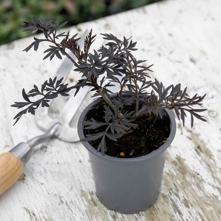 black lace plant in a pot Sambucus nigra Plant 'Black Lace'