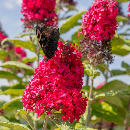 Buddleja Plant 'Butterfly Candy Little Ruby'