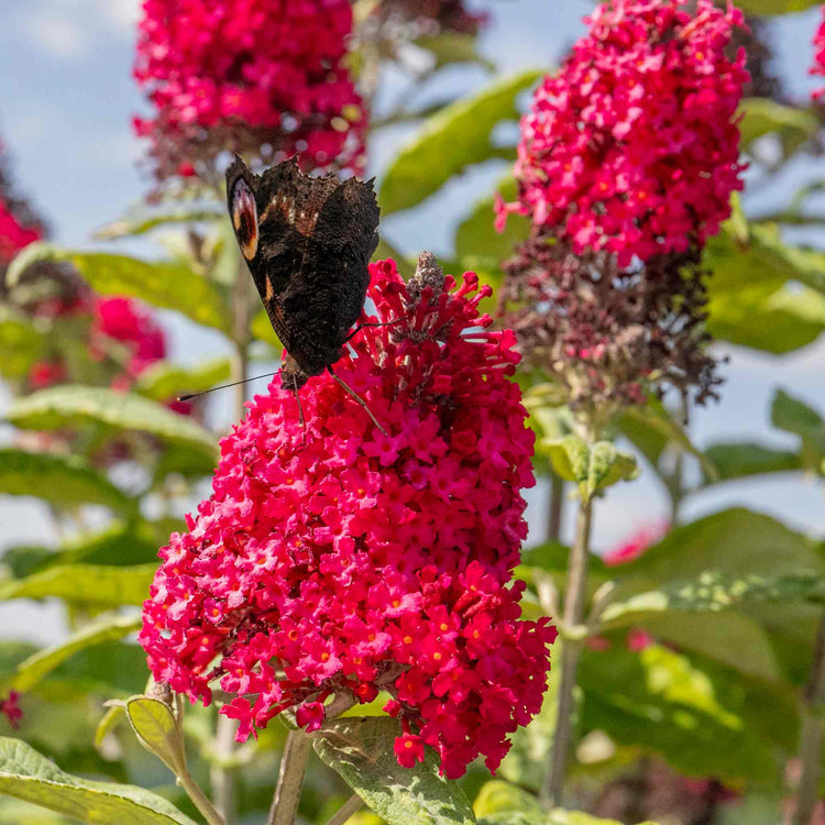 Buddleja Plant 'Butterfly Candy Little Ruby'
