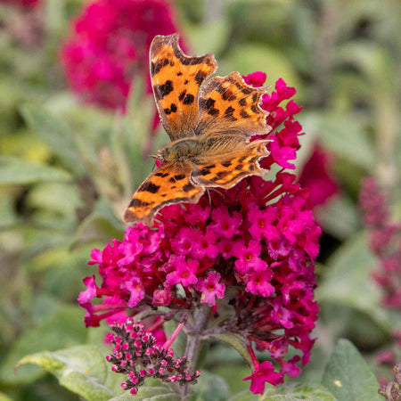 Buddleja Plant 'Butterfly Candy Little Ruby'
