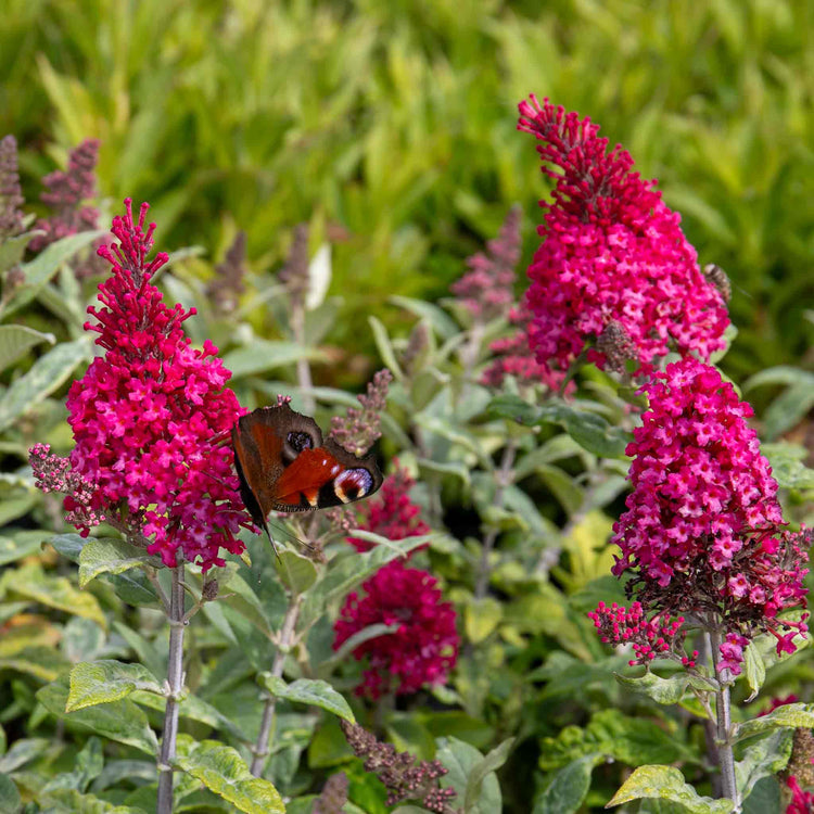Buddleja Plant 'Butterfly Candy Little Ruby'