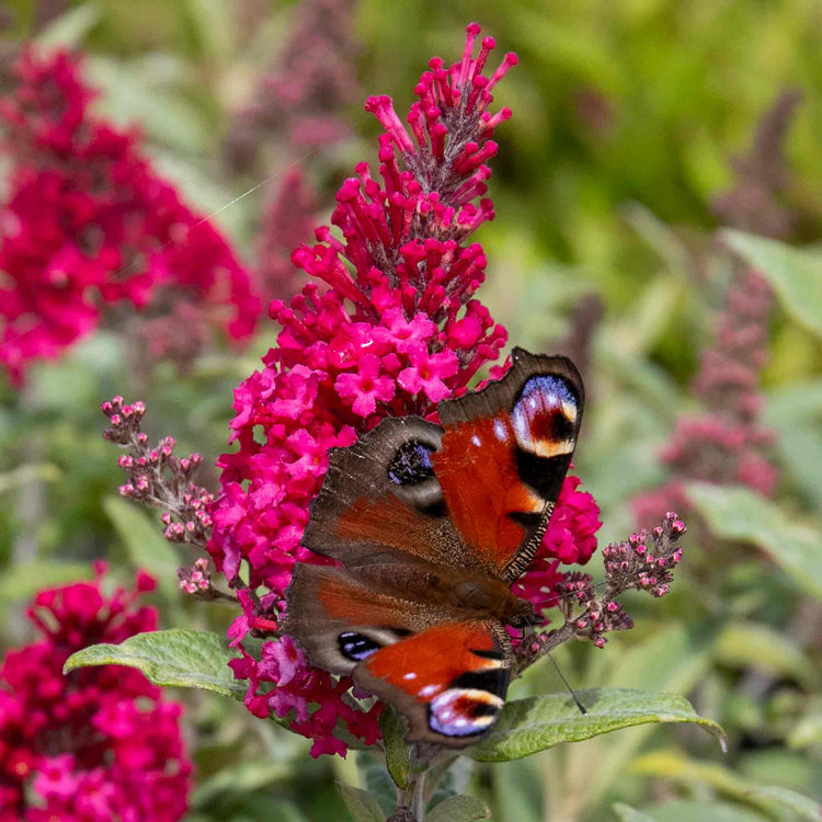 Buddleja Plant 'Butterfly Candy Little Ruby'