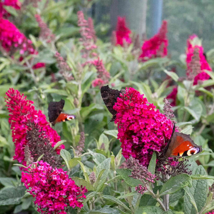 Buddleja Plant 'Butterfly Candy Little Ruby'