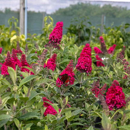 Buddleja Plant 'Butterfly Candy Little Ruby'