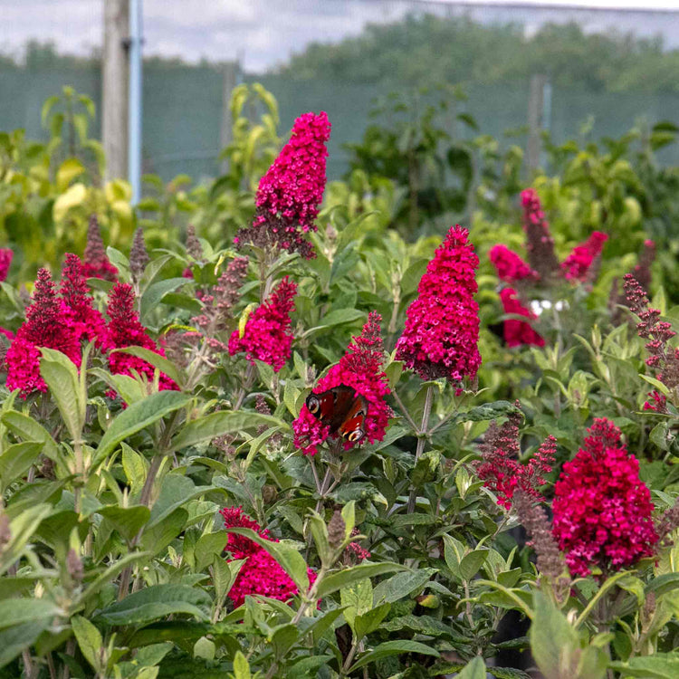Buddleja Plant 'Butterfly Candy Little Ruby'