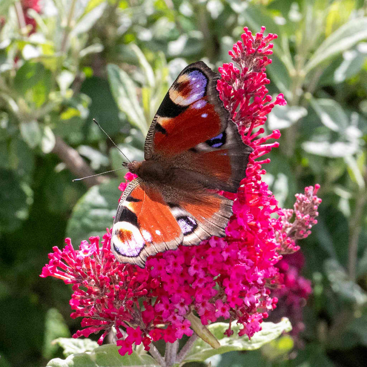 Buddleja Plant 'Butterfly Candy Little Ruby'