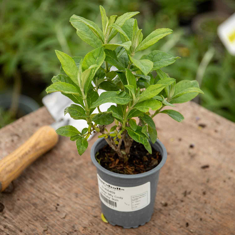 Buddleja Plant 'Butterfly Candy Little Ruby'