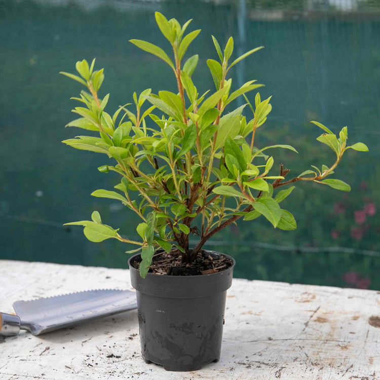 Azalea Encore Plant 'Autumn Starburst'