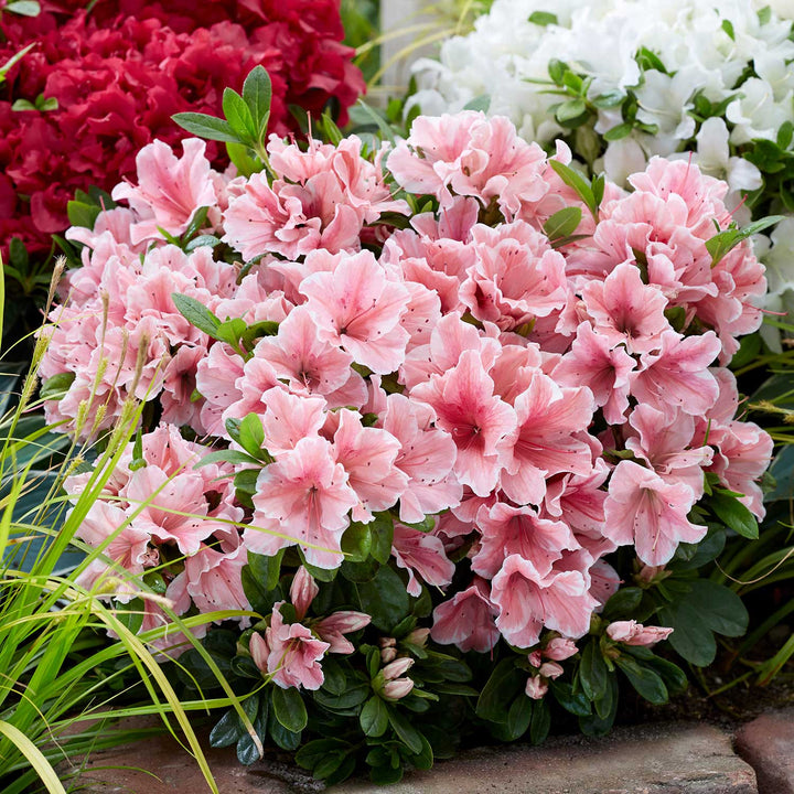 Azalea Encore 'Autumn Sunburst' 2Ltr Plant Buy Azalea Plants Online Azalea Plants for Sale