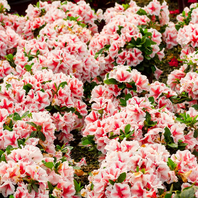 Azalea Encore Plant 'Autumn Starburst'