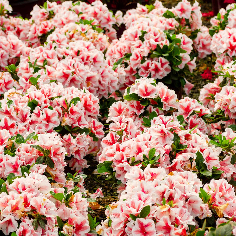 Azalea Encore Plant 'Autumn Starburst'