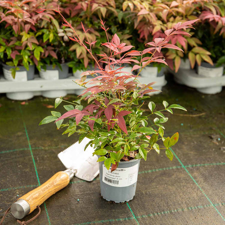 Nandina Dom Plant 'Obsessed'