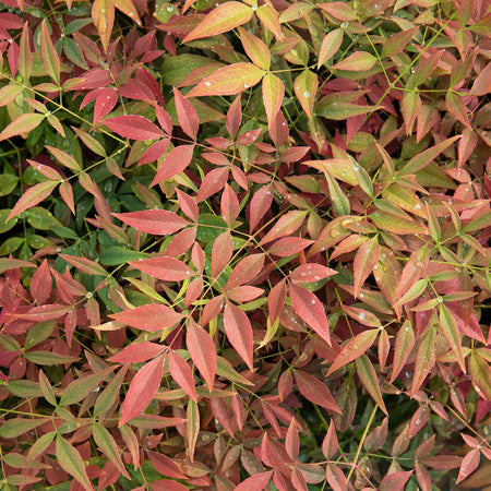 Nandina Dom Plant 'Obsessed'