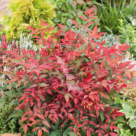 Nandina Dom Plant 'Obsessed'