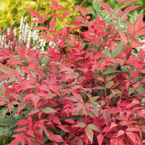 Nandina Dom Plant 'Obsessed'