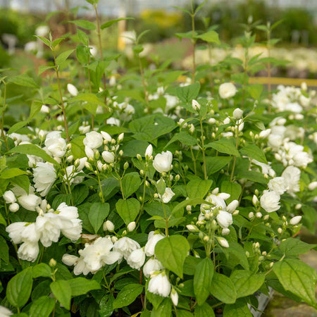 Philadelphus Plant 'Snowbelle'