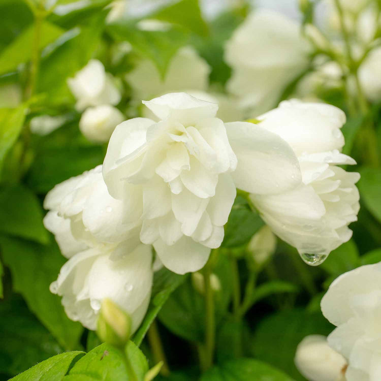 Philadelphus Plant 'Snowbelle'