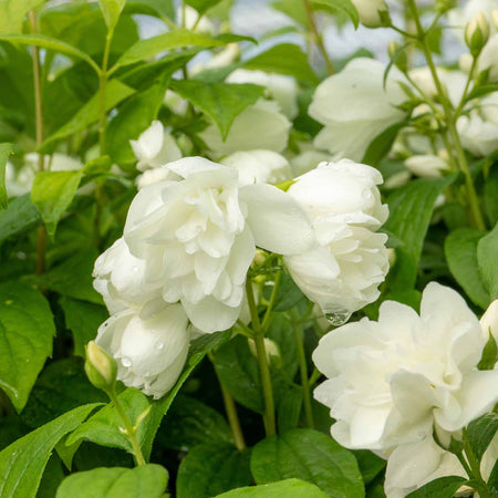 Philadelphus Plant 'Snowbelle'