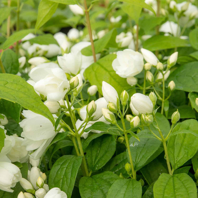 Philadelphus Plant 'Snowbelle'