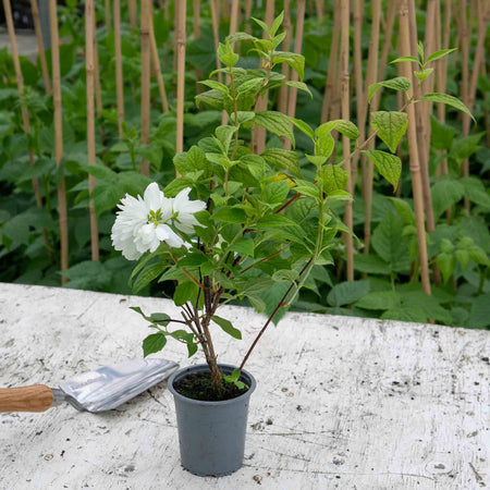 Philadelphus Plant 'Snowbelle'