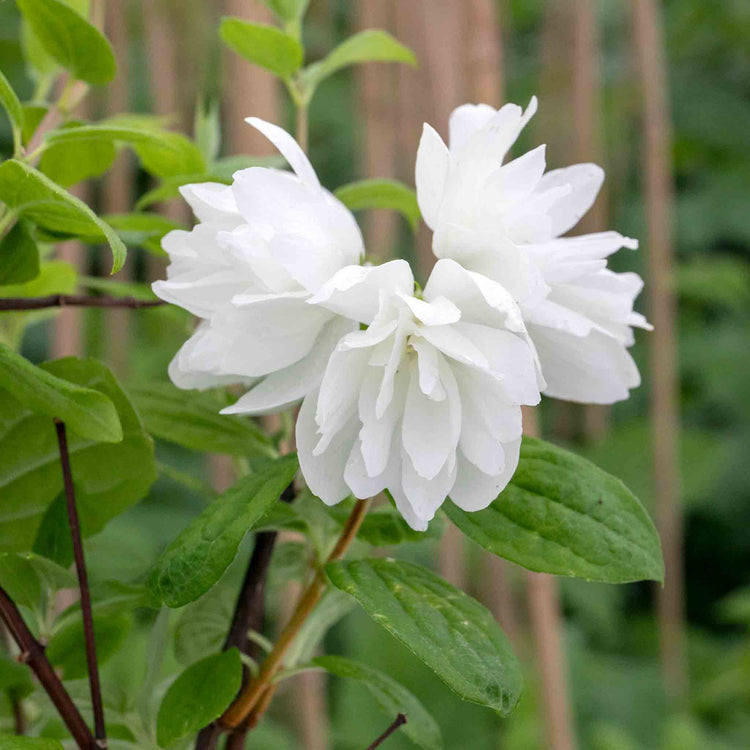 Philadelphus Plant 'Snowbelle'