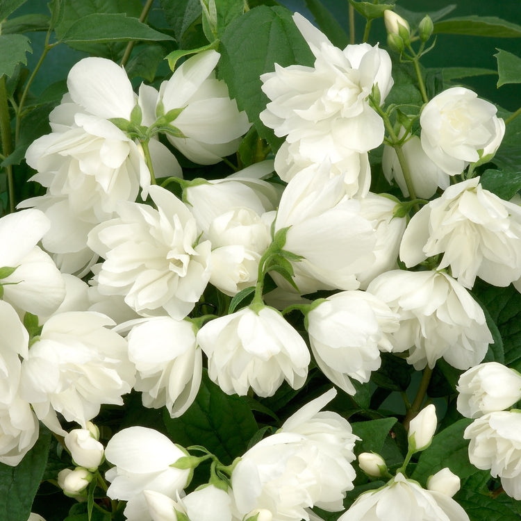 Philadelphus Plant 'Snowbelle'