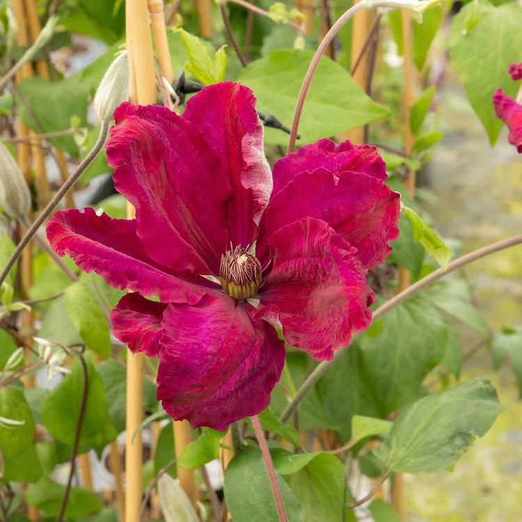 Clematis Plant 'Rouge Cardinal'