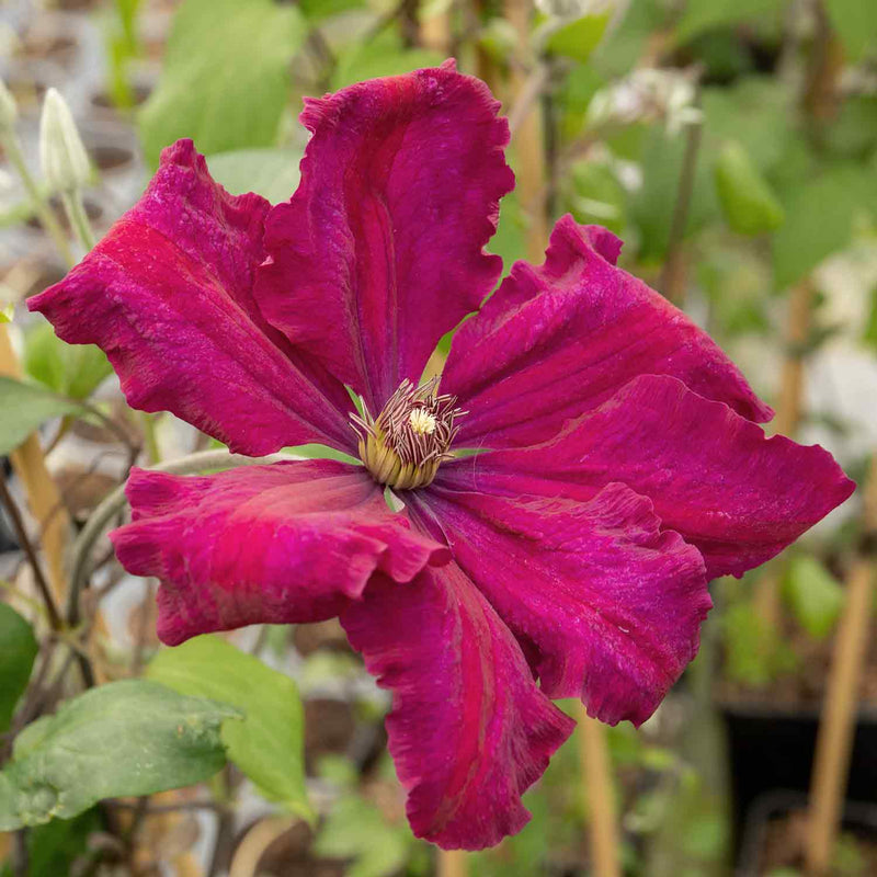 Clematis Plant 'Rouge Cardinal'