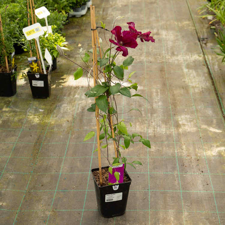 Clematis Plant 'Rouge Cardinal'