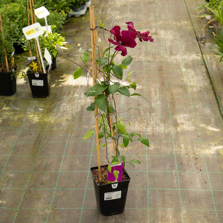 Clematis Plant 'Rouge Cardinal'