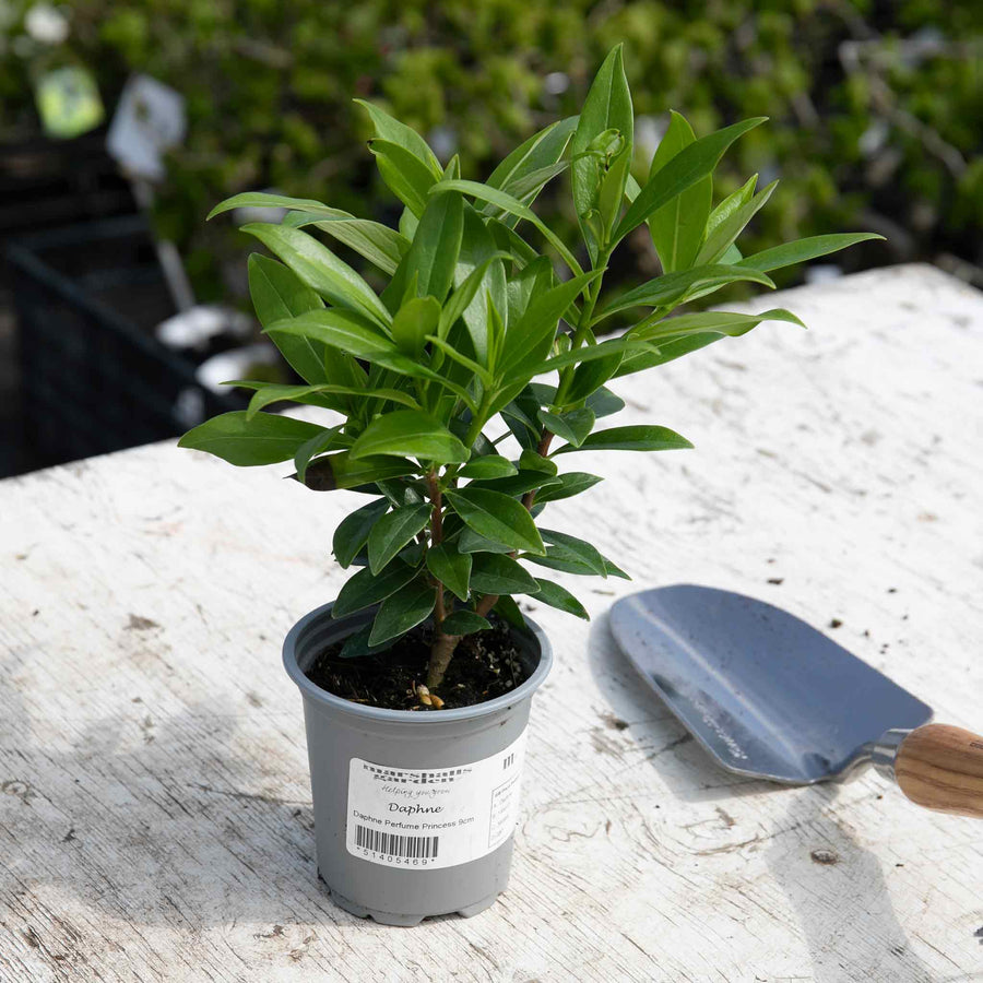 Daphne Perfume Princess 9cm Plant Buy Daphne Plants Online Daphne