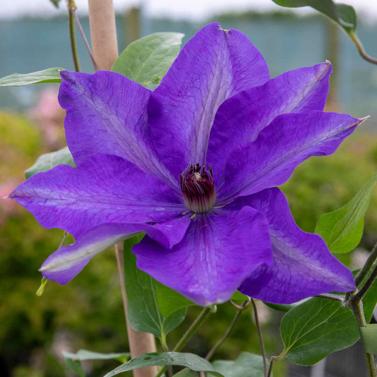 Clematis Plant 'The President'