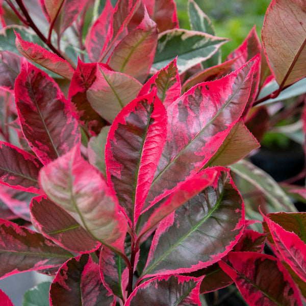 Photinia x fraseri Plant 'Louise'