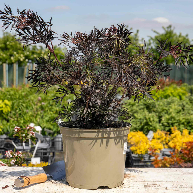 Sambucus Plant 'Black Lace'