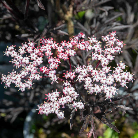 Sambucus Plant 'Black Lace'