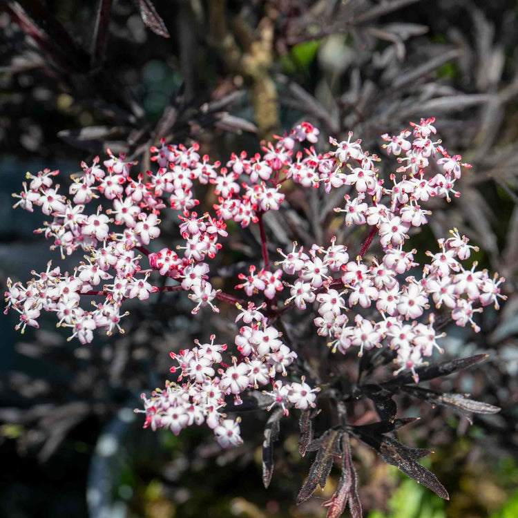 Sambucus Plant 'Black Lace'